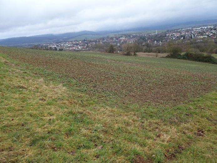 land- und forstwirtschaftlich genutztes Grundstück in Uslar - Bild 2