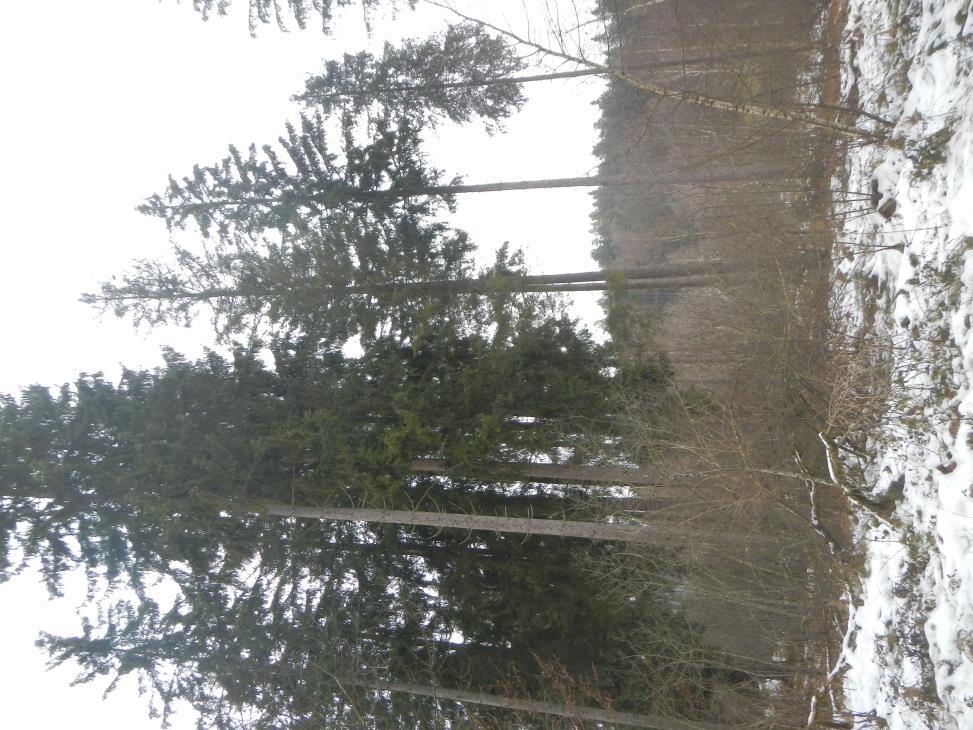 Waldfläche in Schönberg - Bild 3