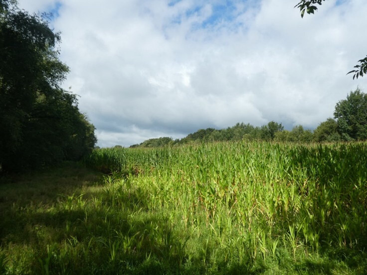 Sonstiges in Friesoythe - Bild 1