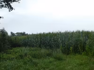 land- und forstwirtschaftlich genutztes Grundstück in Imkerweg / Immenschulweg (Feldweg), 26683 Saterland, Sedelsberg-Hüllen II - Bild 2