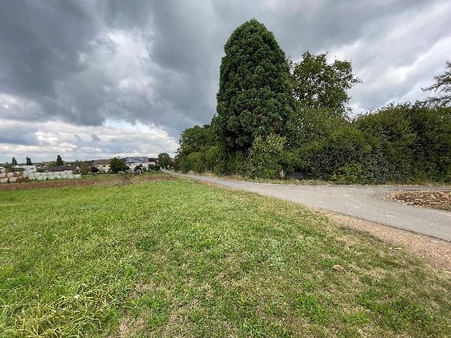 land- und forstwirtschaftlich genutztes Grundstück in Oberissigheim - Bild 3