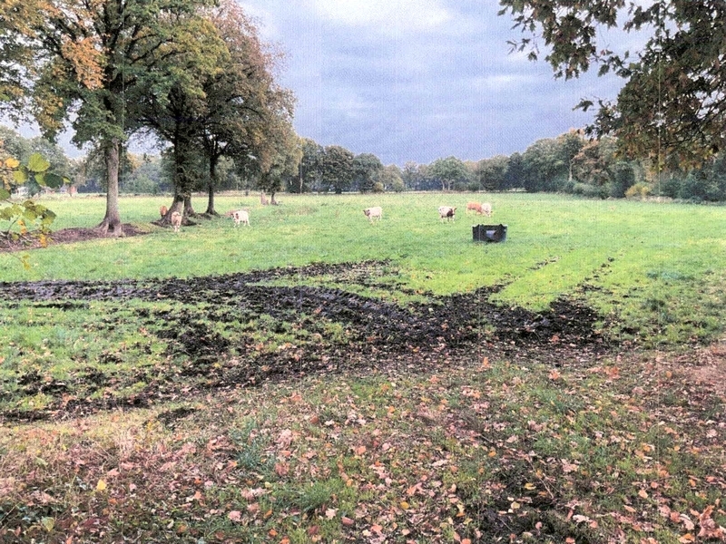 Landwirtschaftliche Nutzfläche (Dauergrünland) in Schafstedt - Bild 4