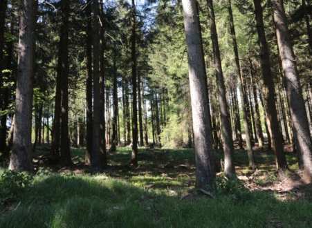 land- und forstwirtschaftlich genutztes Grundstück in Schönsee - Bild 4