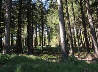 land- und forstwirtschaftlich genutztes Grundstück in Bügellohe, 92539 Schönsee - Bild 2