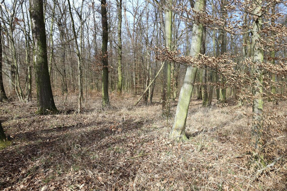 land- und forstwirtschaftlich genutztes Grundstück, Ackerland und Mischwald in Bad Bibra - Bild 2