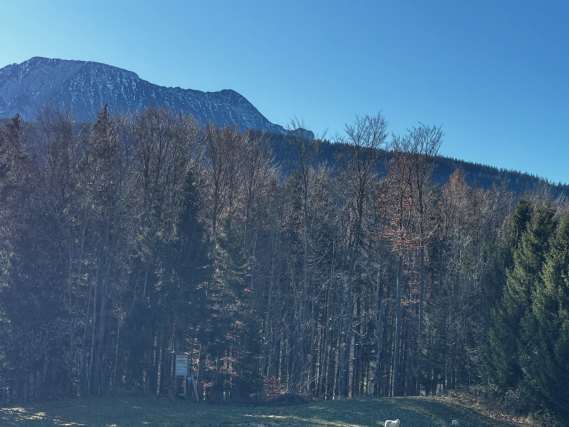 Waldfläche in Anger - Bild 1