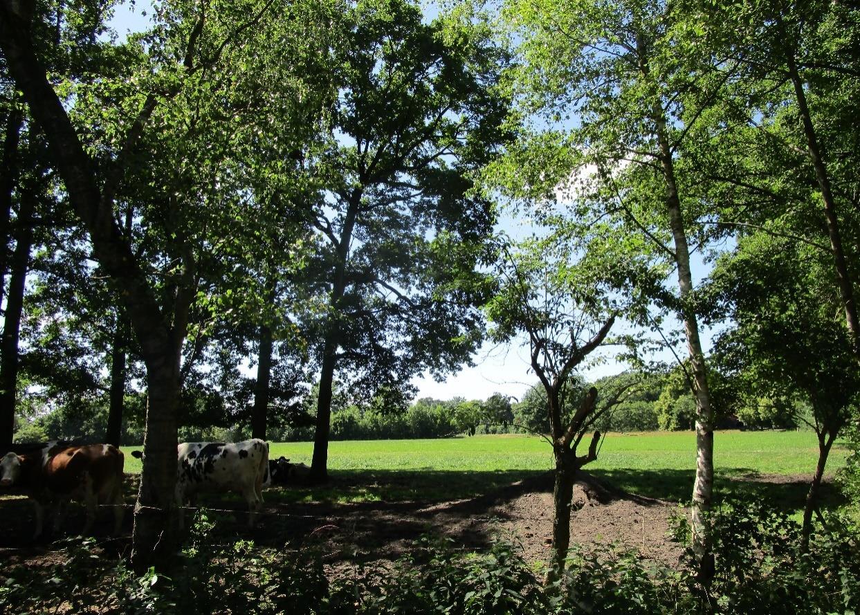 land- und forstwirtschaftlich genutztes Grundstück in Bawinkel - Bild 4
