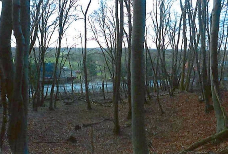 Waldfläche in Escheburg - Bild 4