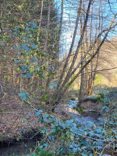 land- und forstwirtschaftlich genutztes Grundstück in Burscheid - Bild 1