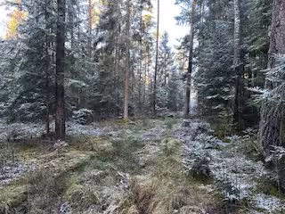 Waldgrundstück in Hemau - Bild 3