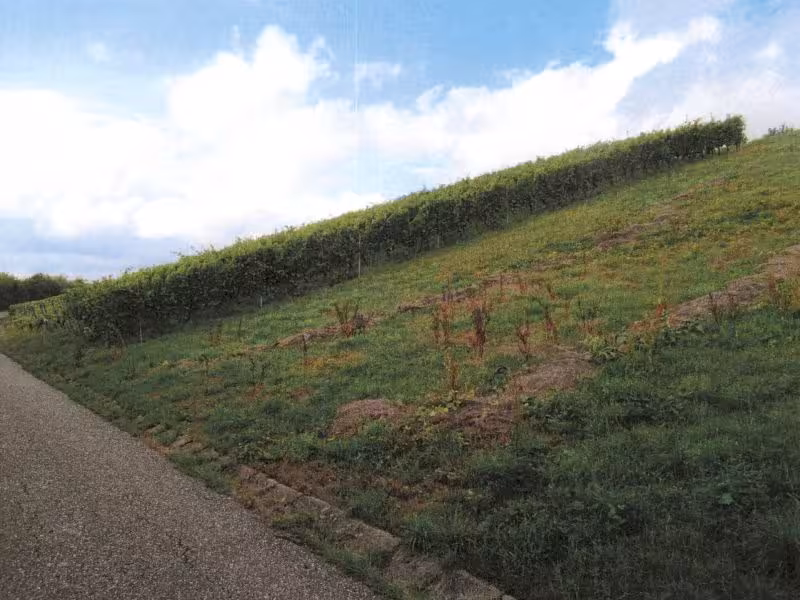 Weinbergflächen in Löwenstein - Bild 4