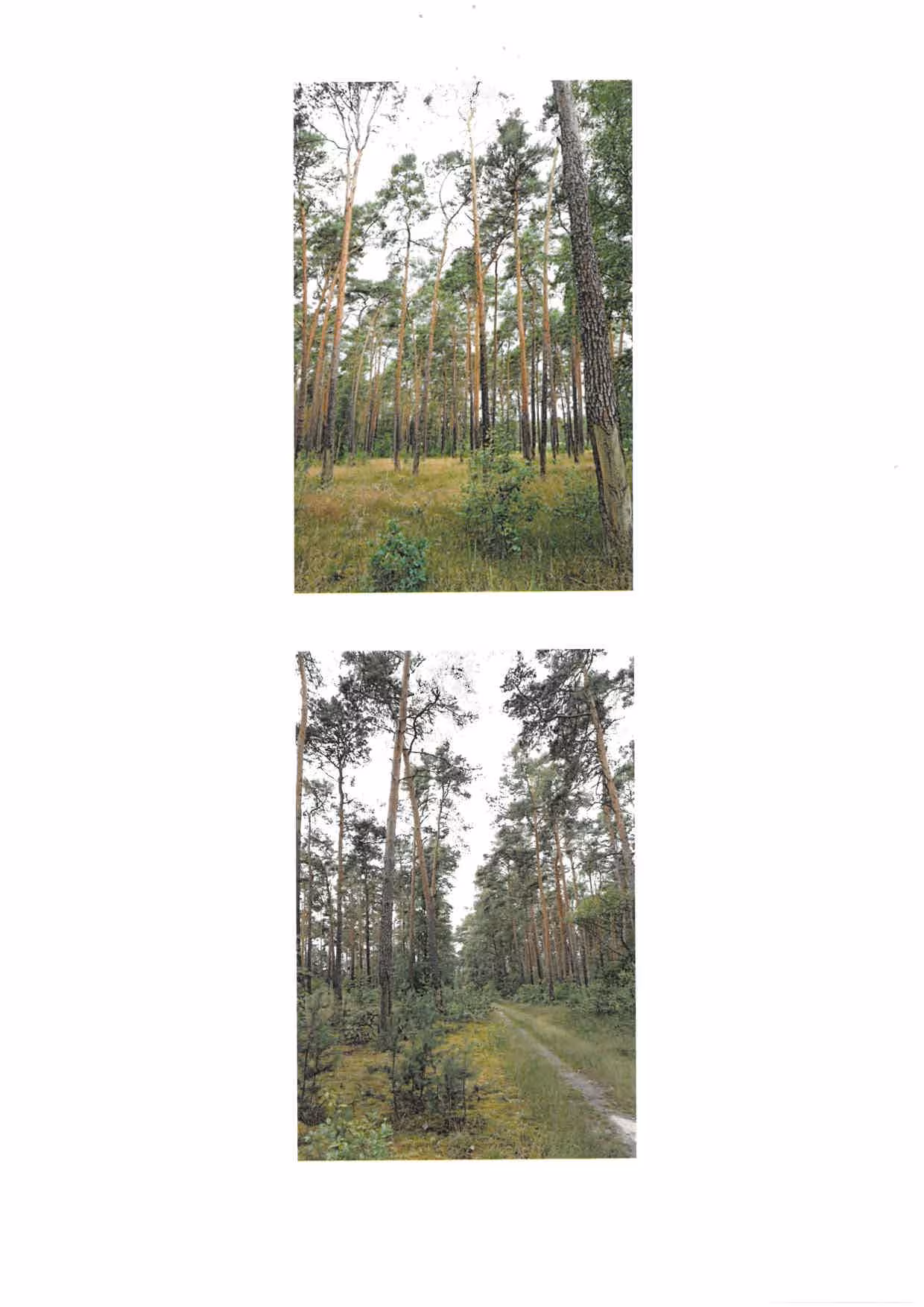 land- und forstwirtschaftlich genutztes Grundstück in Caminchen - Bild 4