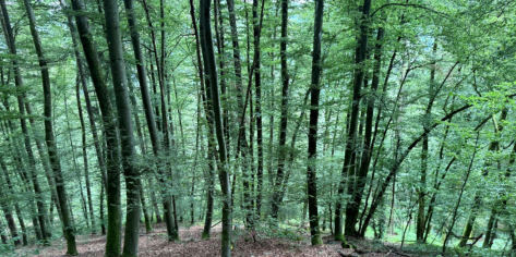 land- und forstwirtschaftlich genutztes Grundstück in Dietfurt an der Altmühl - Bild 3