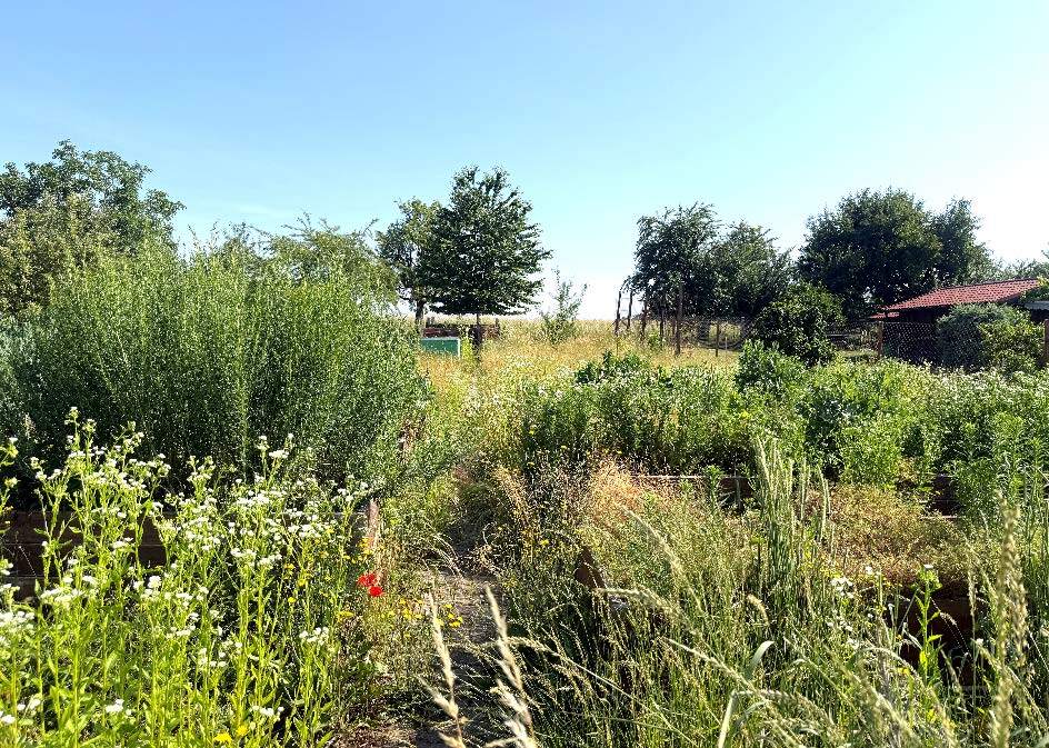 Zweifamilienhaus, Doppelhaushälfte in Nemsdorf - Bild 4