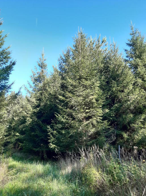 Waldfläche in Ustersbach - Bild 4