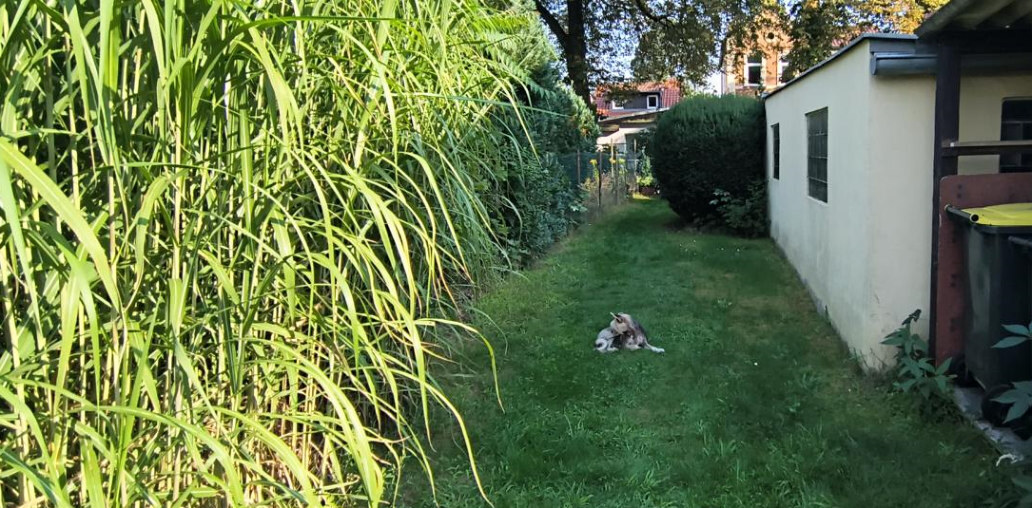 Einfamilienhaus, Sonstiges in Berlin - Bild 4