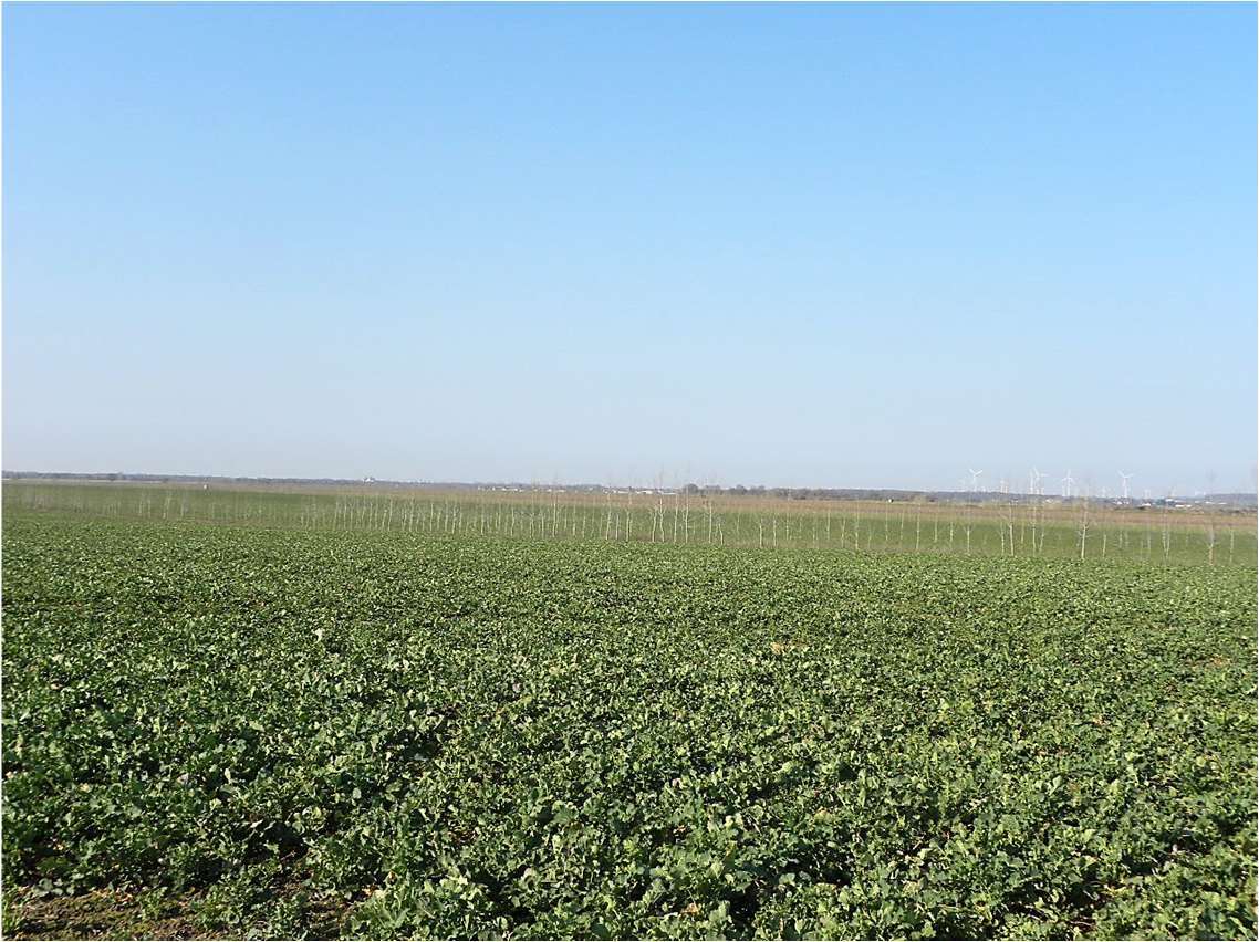 land- und forstwirtschaftlich genutztes Grundstück, Ackerfläche in Calbe (Saale) - Bild 1