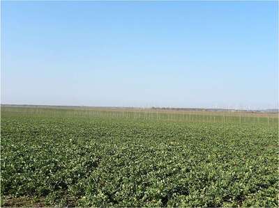 land- und forstwirtschaftlich genutztes Grundstück, Ackerfläche in Pfingstberg, 39240 Schwarz - Bild 1
