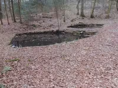 Freizeitgrundstück mit Blockhütte in Linsenbuckelweg 16, 69253 Heiligkreuzsteinach - Bild 1