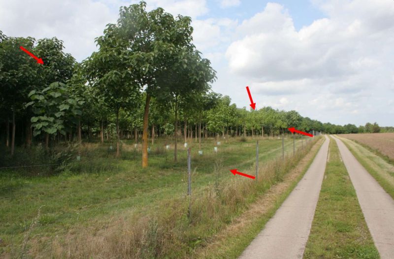 Landwirtschaftsfläche/Waldfläche in Dummerstorf - Bild 1