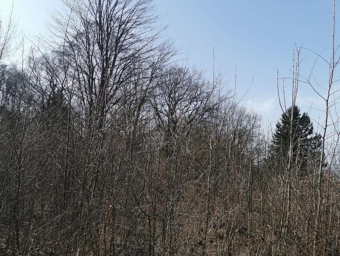 Waldfläche in null - Bild 3