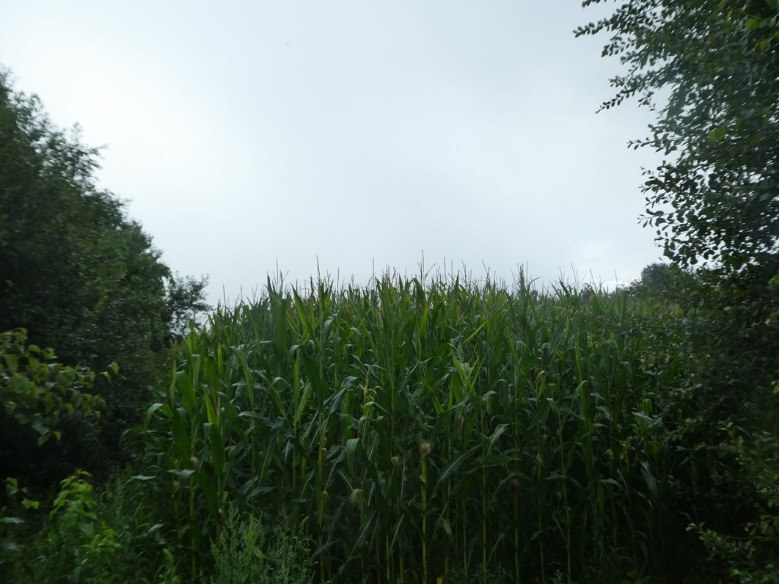 land- und forstwirtschaftlich genutztes Grundstück in Saterland - Bild 3