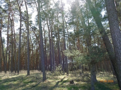 Forstwirtschaftlich genutztes Grundstück in , 39638 Calvörde OT Dorst - Bild 2