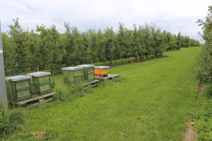 land- und forstwirtschaftlich genutztes Grundstück, 1/2 Anteil, unbebautes Grundstück, land- und forstwirtschaftlich genutztes Grundstück in Wachtberg - Bild 3