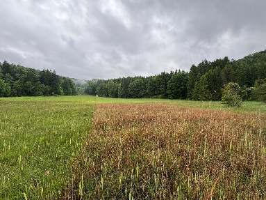 Grünland in Bingen am Rhein - Bild 1