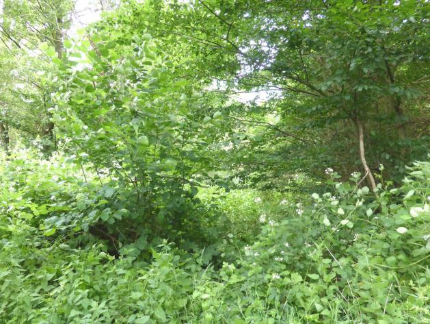 land- und forstwirtschaftlich genutztes Grundstück in Barbelroth - Bild 2