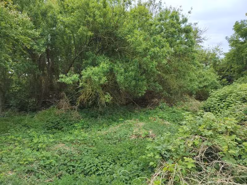 Unbebautes Grundstück in Wismar - Bild 3