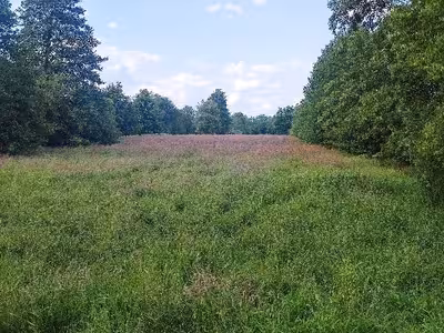 land- und forstwirtschaftlich genutztes Grundstück in Erste Wiek links, 26871 Papenburg - Bild 2