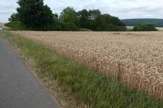 Landwirtschaftsfläche Ackerland in Dettelbach - Bild 3