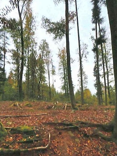 Waldflächen in , 71566 Althütte - Bild 1