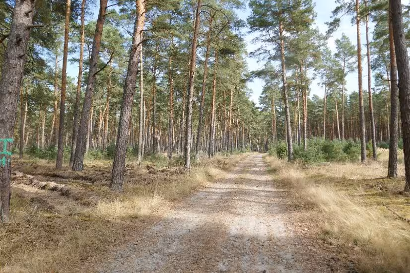 Wald in Berg - Bild 8