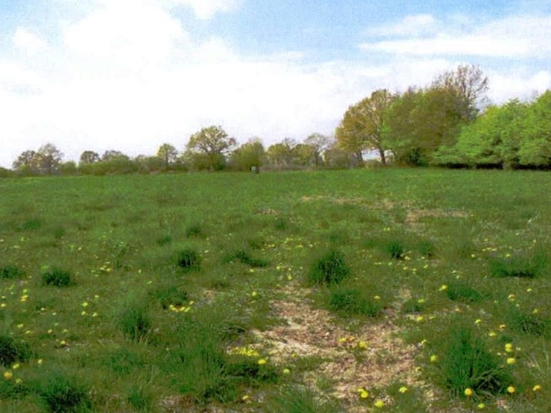 Grünland in Groß Boden - Bild 1