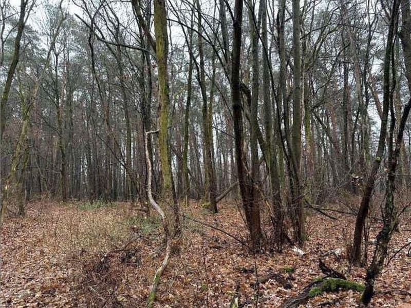 Waldfläche in Niedergörsdorf - Bild 1