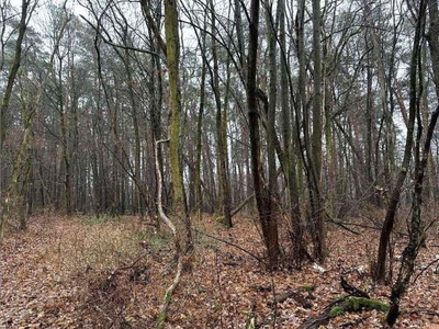 Waldfläche in Heideplan, 14913 Niedergörsdorf OT Dennewitz - Bild 1