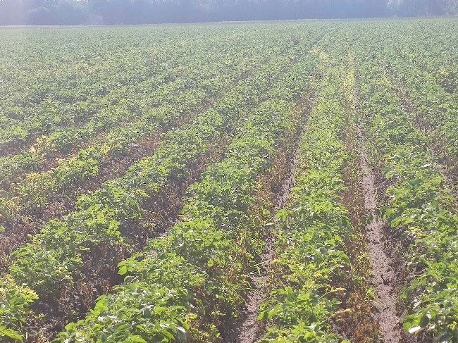 Landwirtschaftsfläche in Flachsmeer - Bild 2