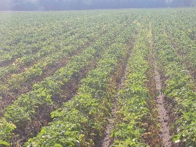 Landwirtschaftsfläche in Oberledingermoor, 26810 Westoverledingen-Flachsmeer: Russenstraße , 26810 Westoverledingen , Oberledingemoor - Bild 2