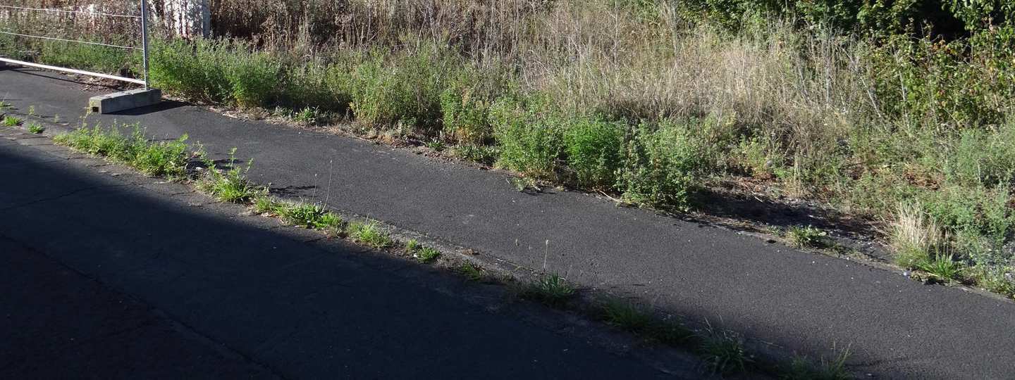 unbebautes Grundstück in Bad Kissingen - Bild 1