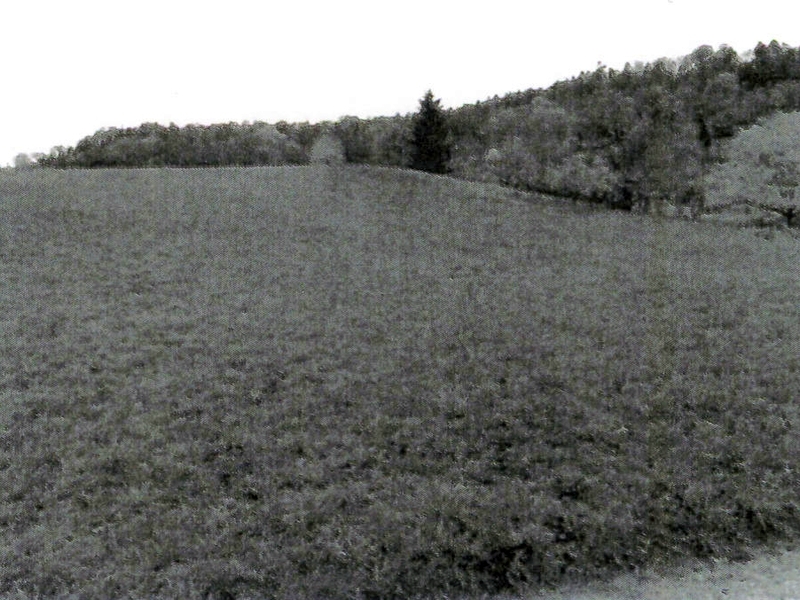 Landwirtschaftsflächen in Ammerbuch - Bild 3