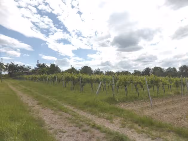 land- und forstwirtschaftlich genutztes Grundstück in Barbelroth - Bild 1