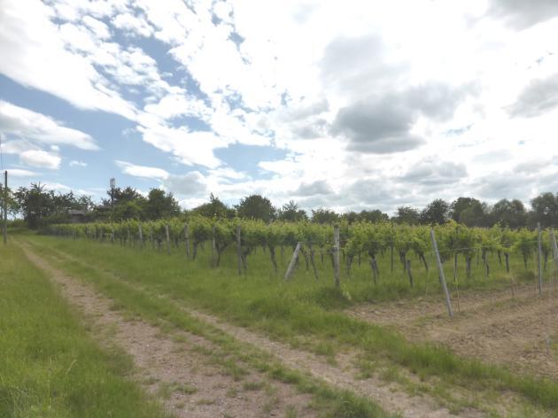 land- und forstwirtschaftlich genutztes Grundstück in Barbelroth - Bild 1