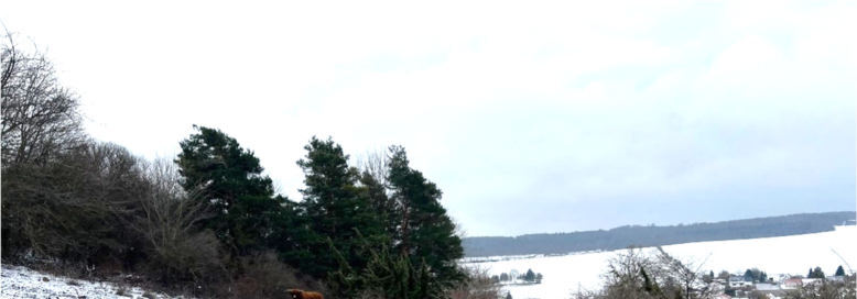 land- und forstwirtschaftlich genutztes Grundstück in Bad Berka - Bild 3