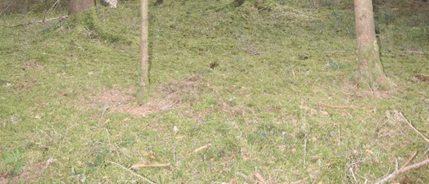 land- und forstwirtschaftlich genutztes Grundstück in Schmidmühlen - Bild 3