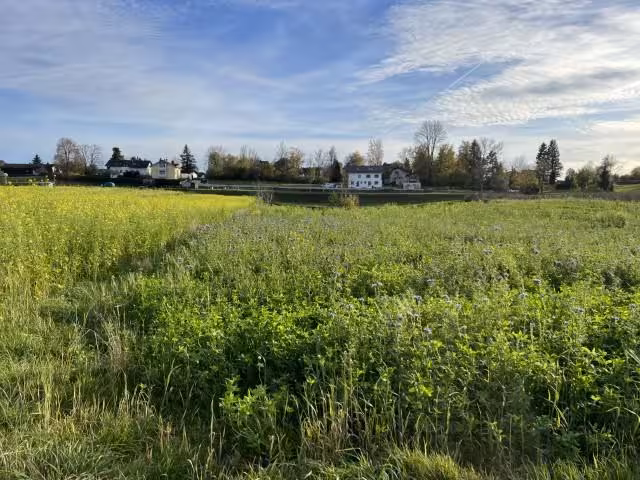 land- und forstwirtschaftlich genutztes Grundstück in Inning a. Ammersee - Bild 4