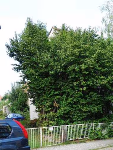 Wohn-/Geschäftshaus in Neustadt in Sachsen - Bild 7