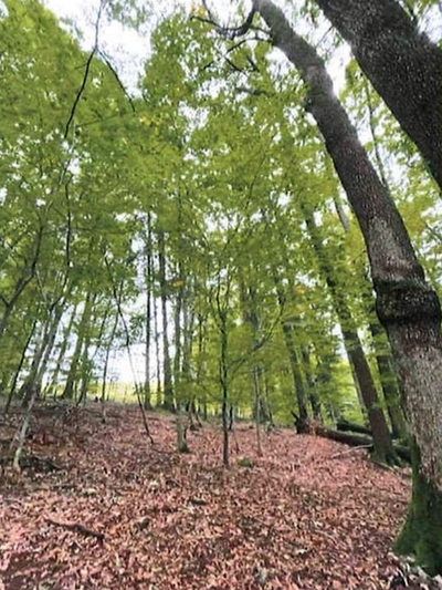 Waldflächen in , 71566 Althütte - Bild 2