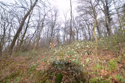 unbebautes Grundstück in Auf dem Hegenscheider Berg , 58762 Altena (Westf.) - Bild 1